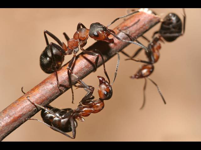 Jak se zbavit mravenců pomocí chemie