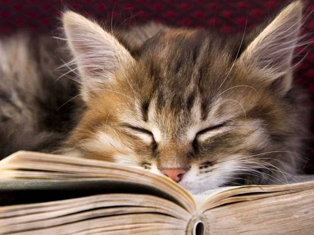 [Neko Cafe] Những con mèo bên những quyển sách 480