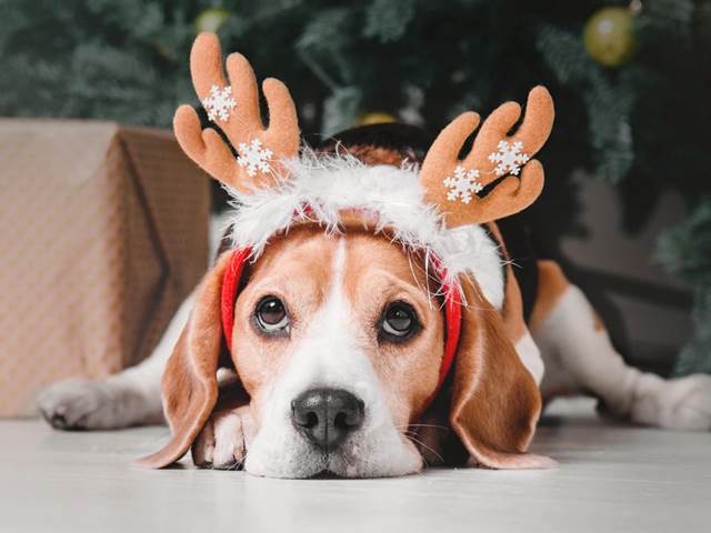 Vánoční mlsání pro psy? Tyhle dobroty mu jen ublíží