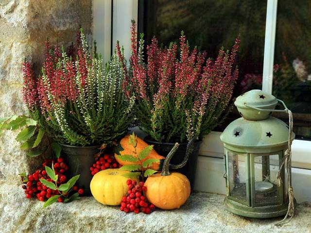 Vyhoďte muškáty a zahalte balkon do podzimního kabátku. Tyhle rostliny odolají i chladu