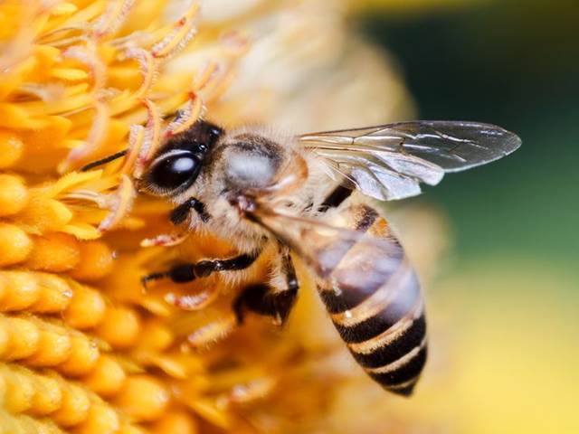 Jak a proč přilákat zpět zahrady včely, motýly a ptáky