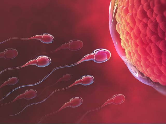 Sliny a spermie se vzájemně ovlivňují