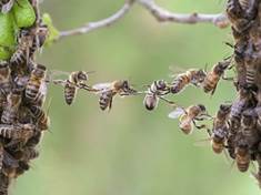 Včely používají ke komunikaci přes patnáct set rozdílných tanečků 