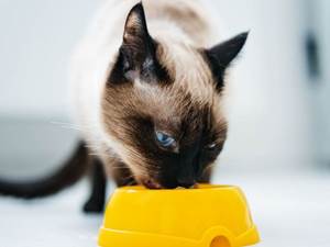 Vyhrajte 5x balíček krmiva Brit Care Cat