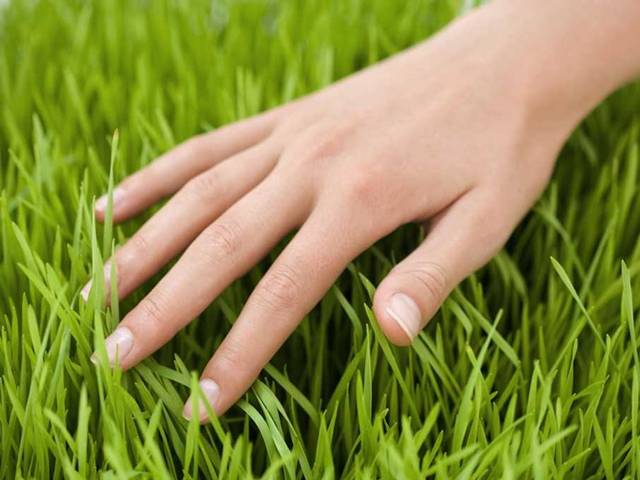 Zbavte se nežádoucí trávy bez chemie