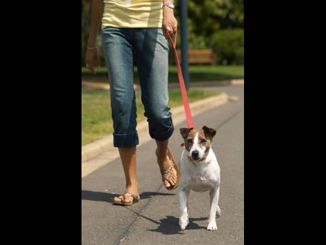 Průměrný majitel psa má víc pohybu než člen fitness centra