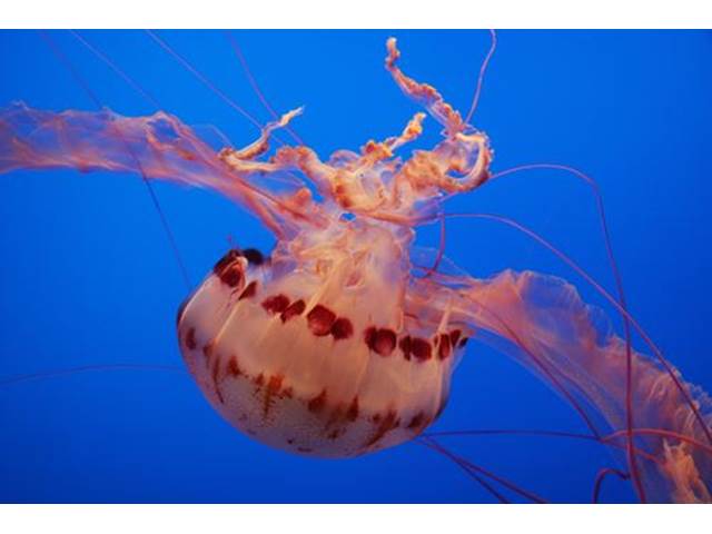 Korály, medúzy, mořský ježek. Pozor na nebezpečí ukryté v moři