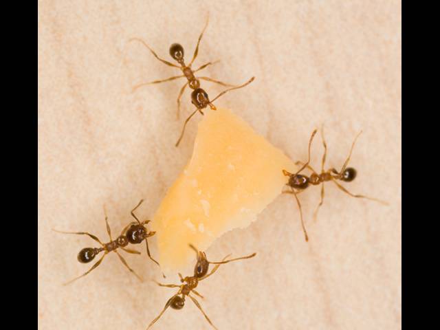 Tipy a triky jak se zbavit mravenců v domě