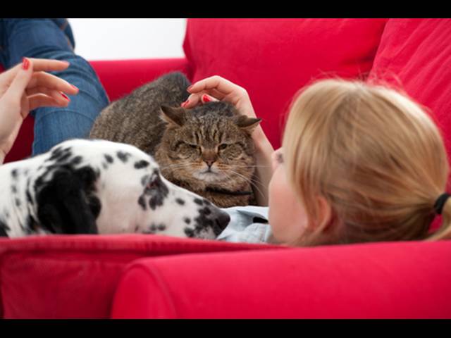 Psi alergii u dětí zlepšují, kočky zhoršují