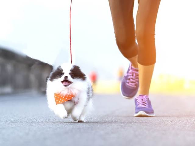Pokud nemáte motivaci ke cvičení, pořiďte si psa