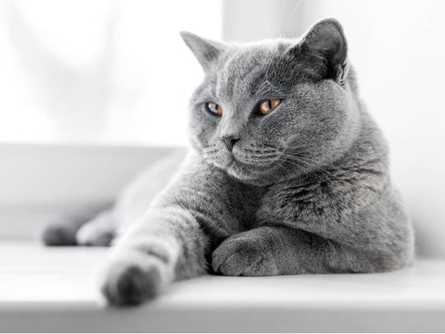 Brit Care Cat – Krmivo pro všechny kočičí osobnosti
