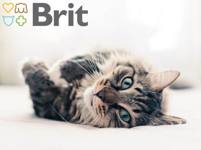 TESTOVÁNÍ: Krmivo pro všechny kočičí osobnosti Brit Care