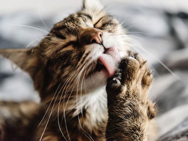 Kterých 10 testerek a jejich kočičích mazlíčků vyzkouší krmivo Brit Care Cat