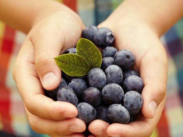 Antioxidanty z borůvek zlepšují komunikační dovednosti u dětí