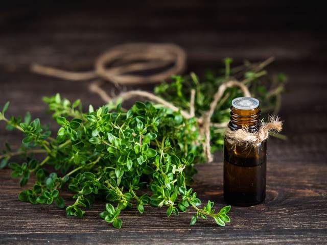 Tymián je účinný bylinný prostředek na chřipku