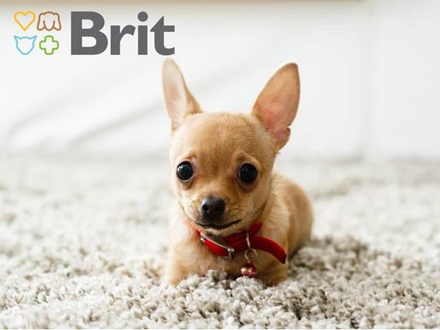 TESTOVÁNÍ: Krmivo pro malé psy Brit Care Mini