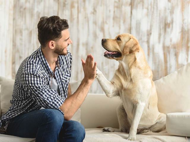 Psi používají gesta ke komunikaci s lidmi. Co nám nejčastěji říkají?