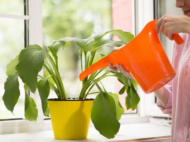 Topíte v těchto vedrech své rostliny v litrech vody? To je chyba