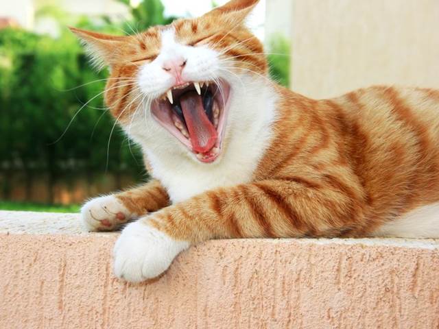 Potíže se zuby mohou potrápit i kočky. Jak jim předejít?