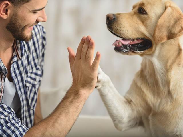 Mlsání pro psy, co chutná, pomáhá a prospívá zdraví