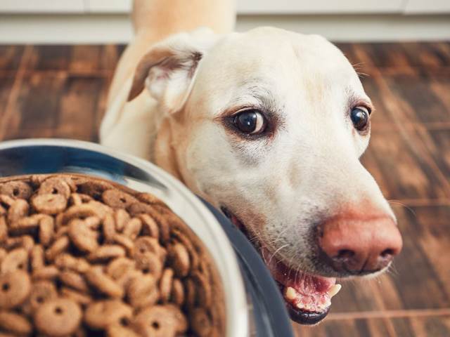 Krmivo pro psy vyráběné z muších larev může zachránit planetu