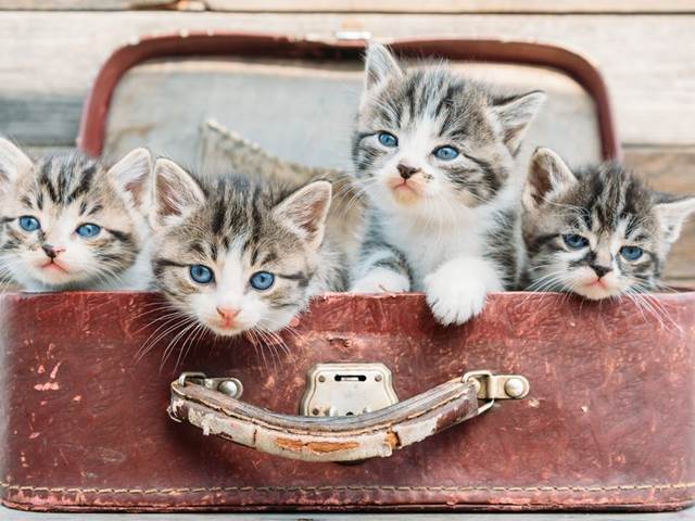 Podivné posedlosti: Tisíc koček nebo sbírání děsivých panenek