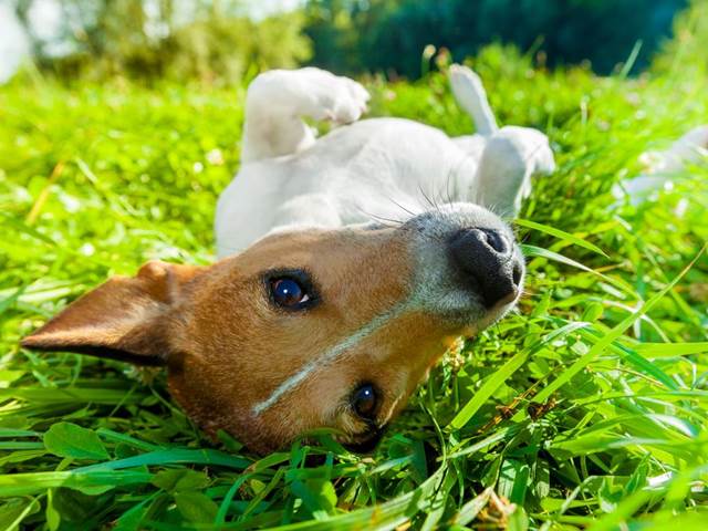 Chemické postřiky trávníku se dávají do souvislosti s rakovinou psů