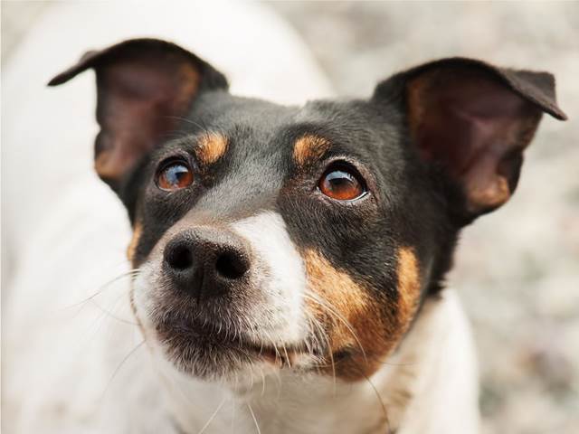 Psi mají speciální svaly, aby mohli dělat „psí oči“