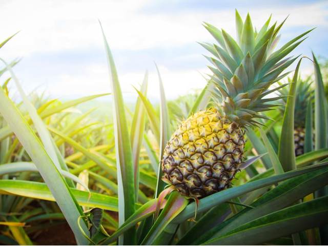 Mnoho lidí vůbec netuší, jak roste čočka nebo ananas