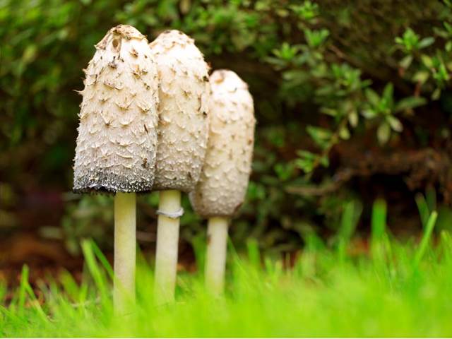 Houby hnojník a reishi pomohou ulevit diabetikům