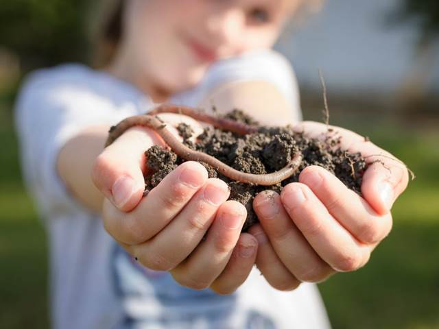 Mikroplasty hubí žížaly, je ohrožen humus a půdní ekosystém