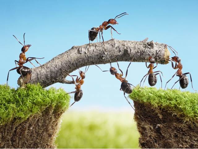 Mravenci produkují antibiotika, která chrání rostliny před nemocemi
