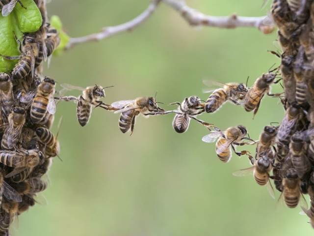 Včely používají ke komunikaci přes patnáct set rozdílných tanečků 