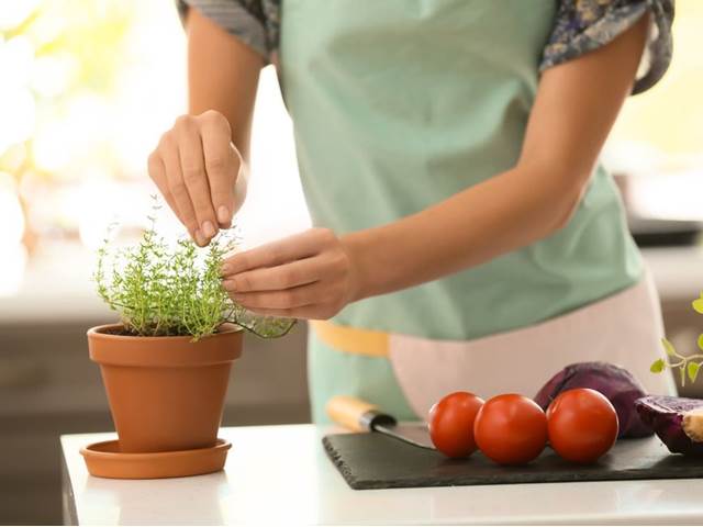 Tymián je účinným bylinným prostředkem na chřipku
