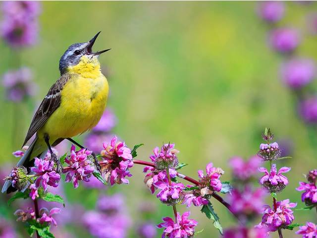 Poslech ptačího zpěvu má nečekané účinky na zdraví