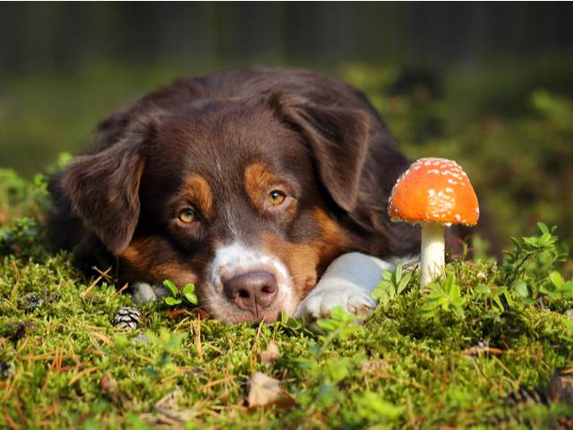 Alarmující příznaky otravy houbami u psů
