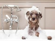 Péče o psí srst. Příliš časté koupele jí mohou škodit