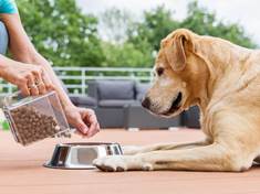 Krmivo pro psa vybírejte pečlivě. Tyhle složky by v něm neměly být