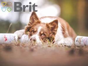 TESTOVÁNÍ: Brit Paté & Meat a Brit Monoprotein pro vaše psí mazlíčky