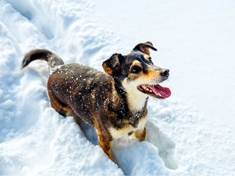 Pamatujte v zimě i na své psí mazlíčky. Před čím je chránit nejvíc