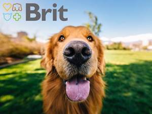 TESTOVÁNÍ: Funkční pamlsky pro psy Brit Functional Snack