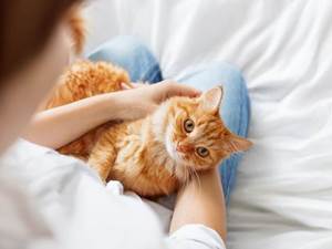 TESTOVÁNÍ: Kočičí balíčky pro všechny mlsné jazýčky plné dobrot od značky Fitmin