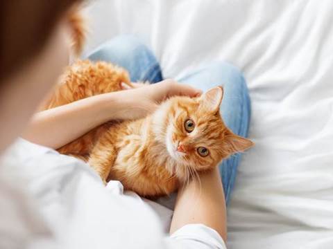 TESTOVÁNÍ: Kočičí balíčky pro všechny mlsné jazýčky plné dobrot od značky Fitmin