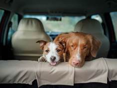 Zvíře na cestách aneb Jak bezpečně cestovat v autě se psem