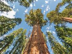 Tisícileté stromy produkují obranné mechanismy jako mladé dřeviny
